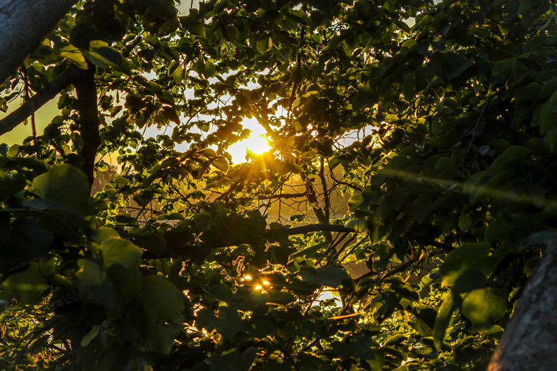In The Trees