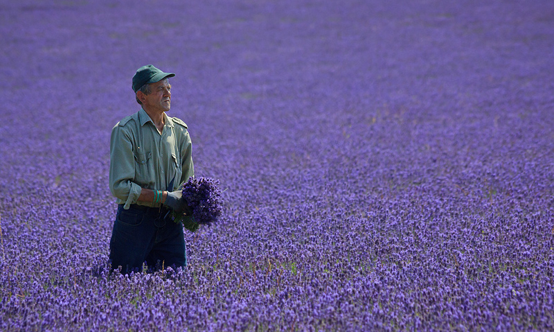 Lavender Field Farmer