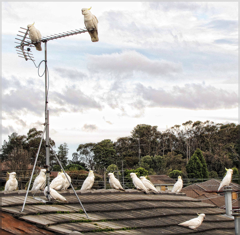 My Neighbour's Roof