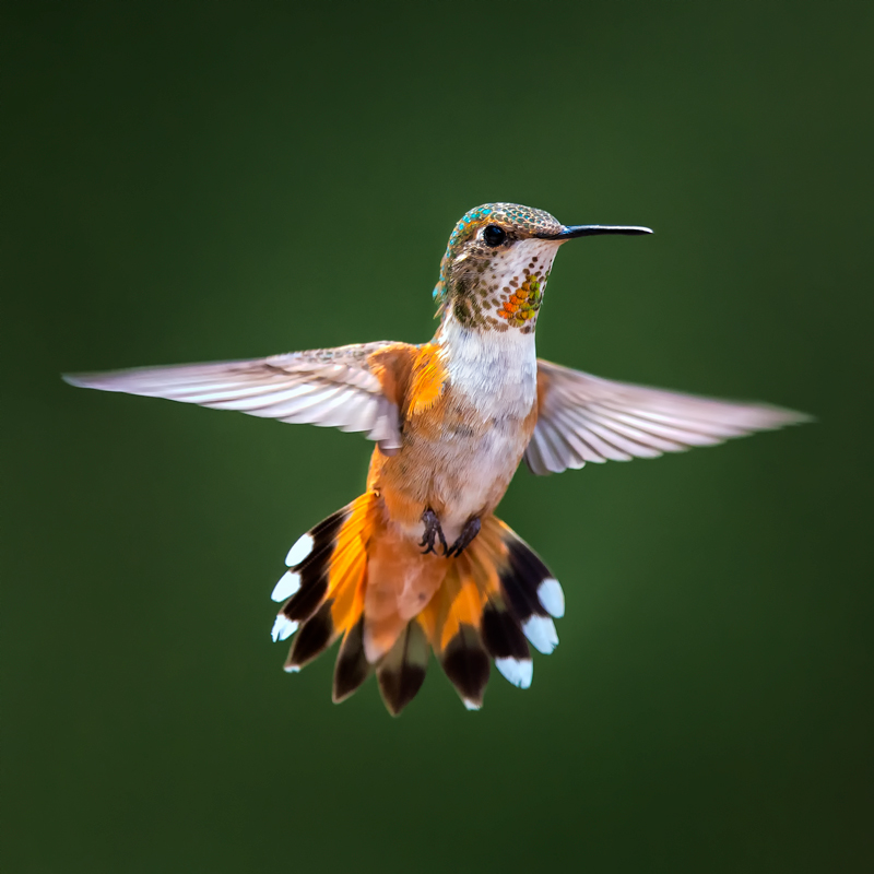 Female Rufous