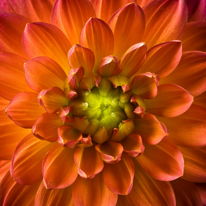 Fiery Flower