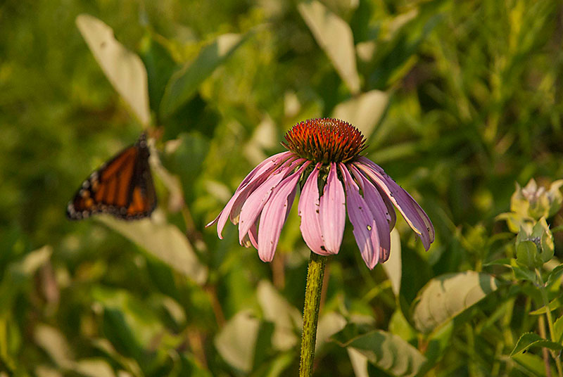 Monarch Butterfly & Purple Coneflower