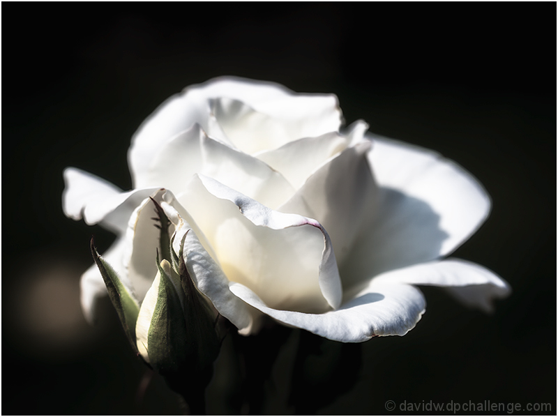 The White Rose