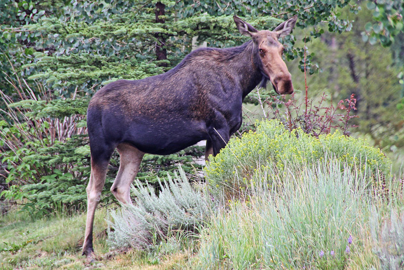 WOW!  A moose in my yard