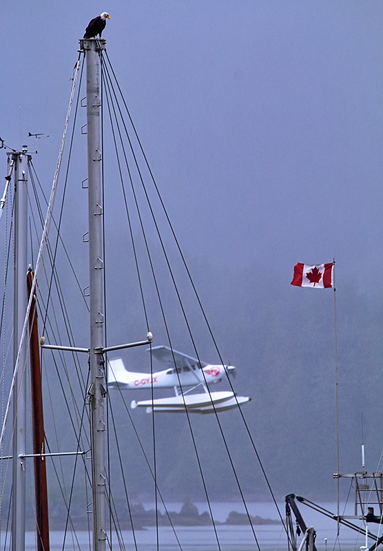 Birds, boats, planes and flags are just some of the users of wind...