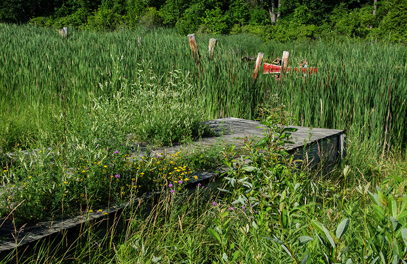 The Old Dock 