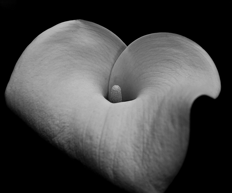 Calla Lily