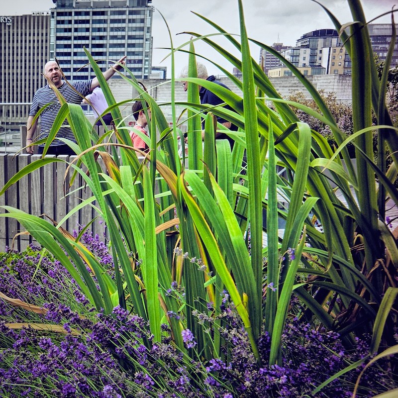 Urban Lavender