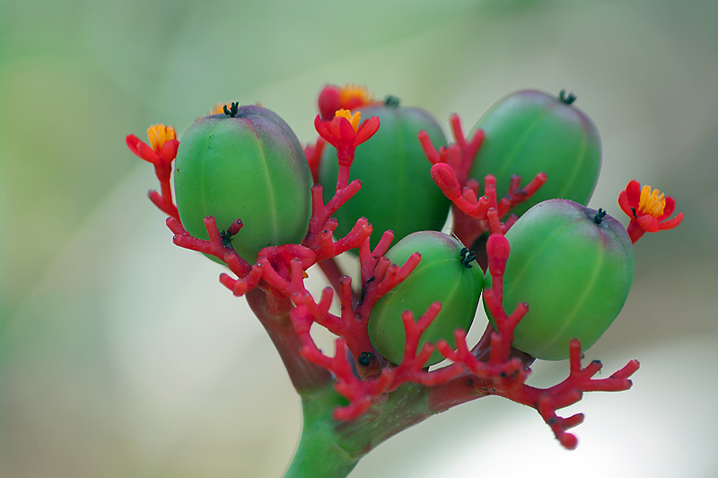 Vegetal blood