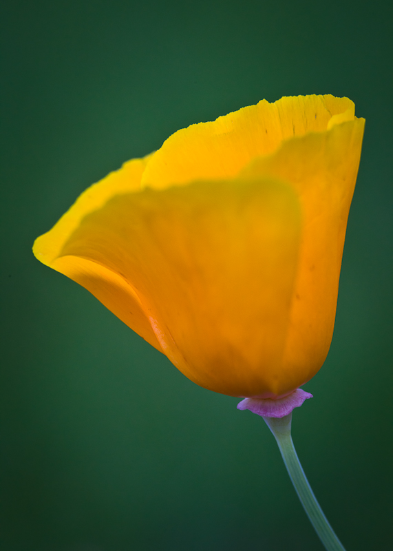 California Poppy