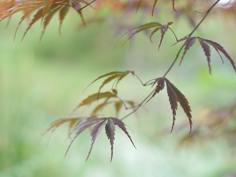 Acer palmatum 'Bloodgood'