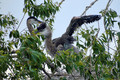 Baby great blue herons