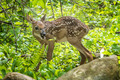 Surprised Fawn