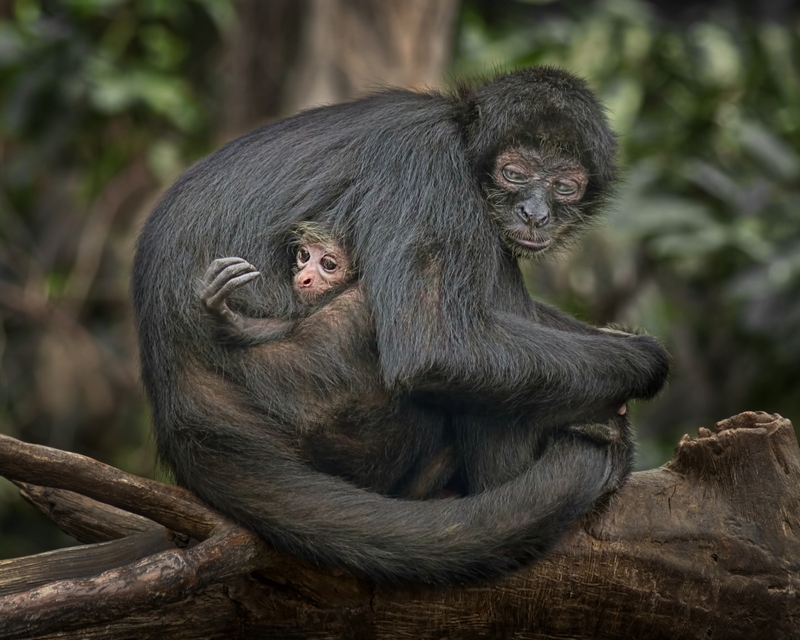 Another Hungry Mouth to Feed