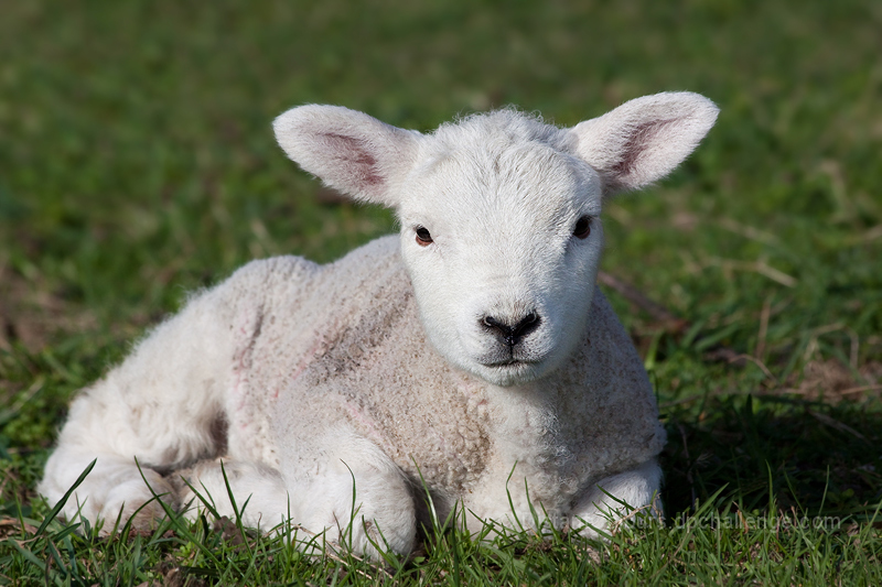 Lamb
