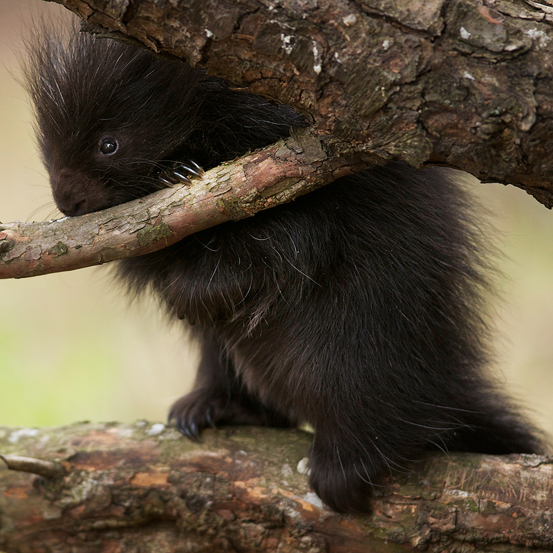 Wild porcupette