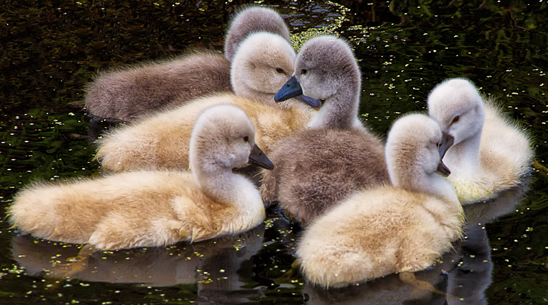 Downy Cygnets