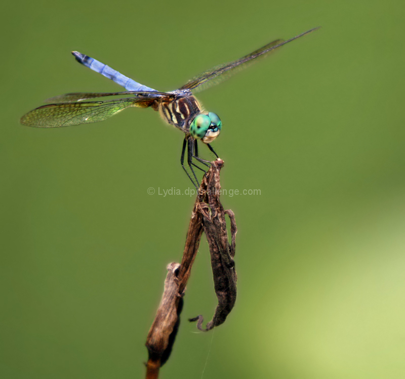 This is a Mosquito Eater.   This is good.