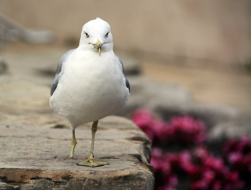 Putting it's best foot forward in a bad situation