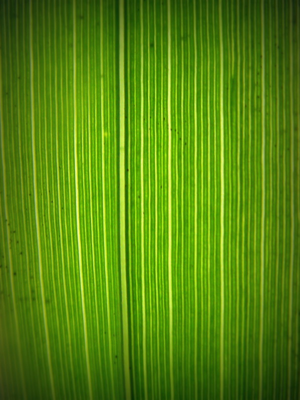 Grass