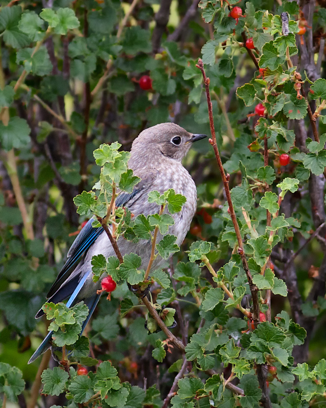 The Fledgling