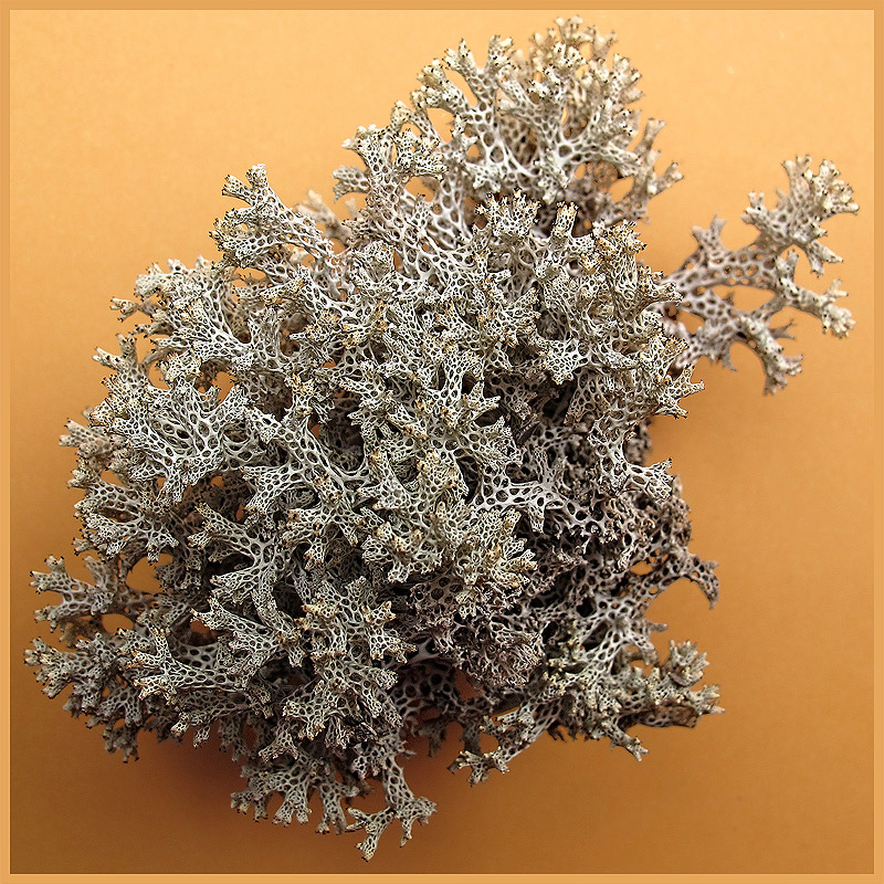 From The Forest Floor