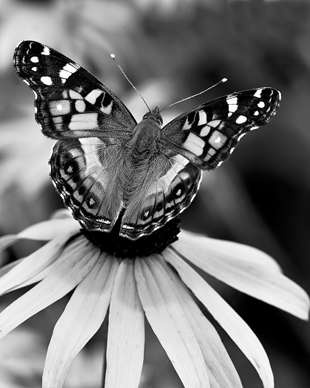 Wing Pattern