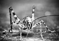 Camel Cricket