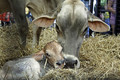 newborn calf at the fair