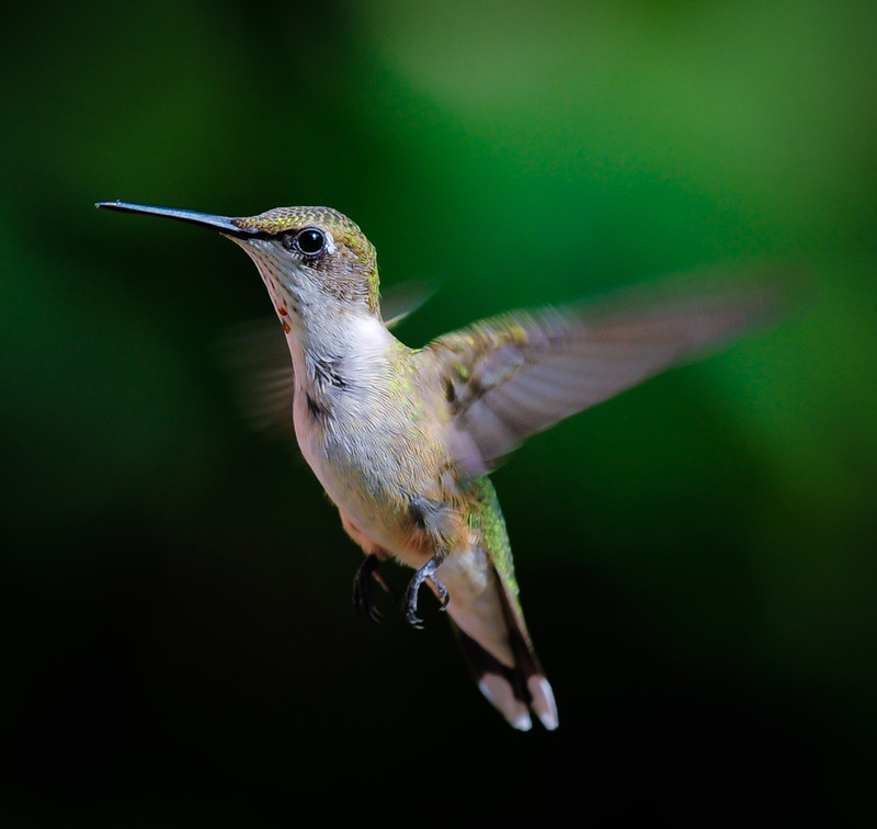 Finding His Wings!