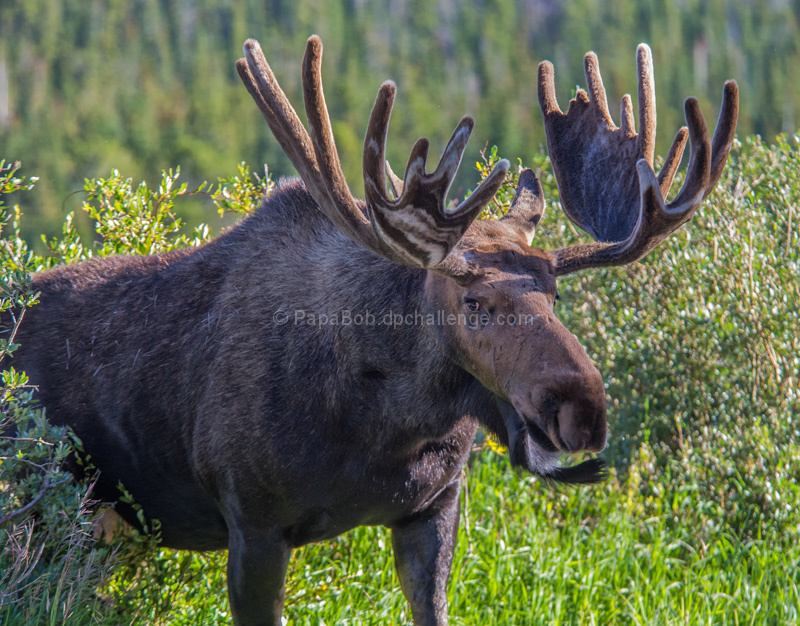 Bull Moose Up Close and Personal