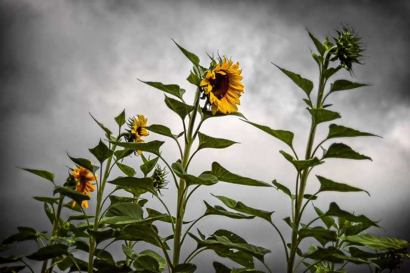 Sunflowers and the Approaching Storm