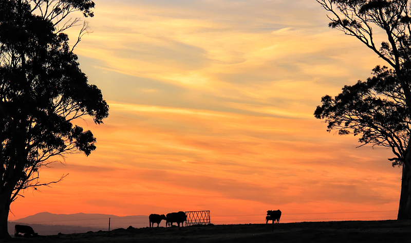 Pastoral Sunset