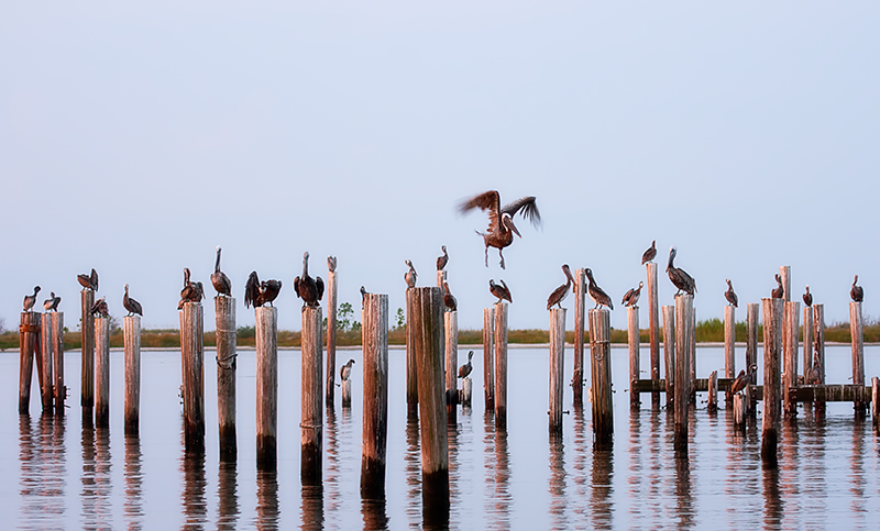 Pelican Perch