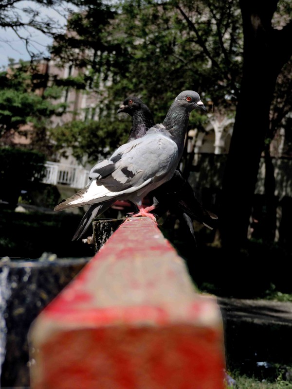 The Pigeon Bench