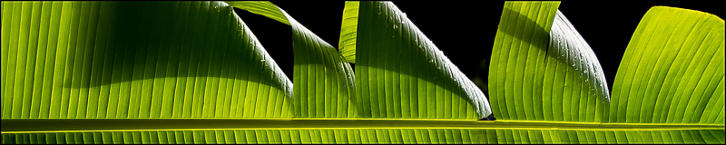 Banana Leaf