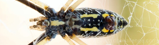Golden Orb Spider