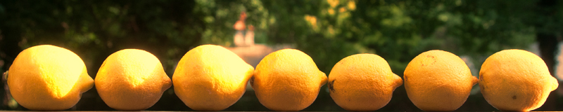 Lemon Sun