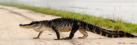 Why did the gator cross the road?