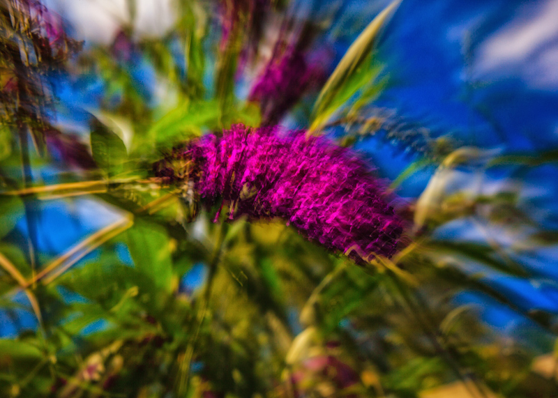 Incoming! : Butterfly Bush from the Butterfly's Perspective :-)