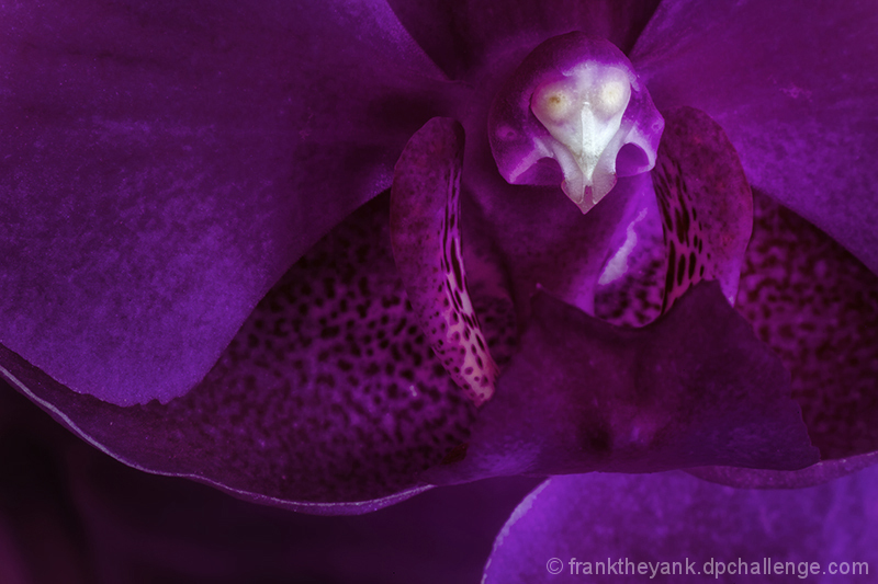 Orchid