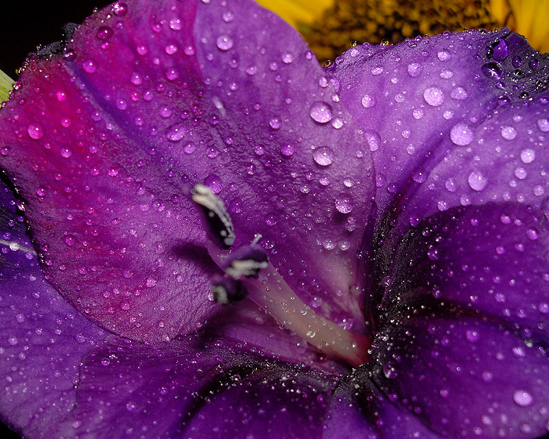 Purple Flower