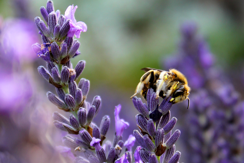 In lavenders