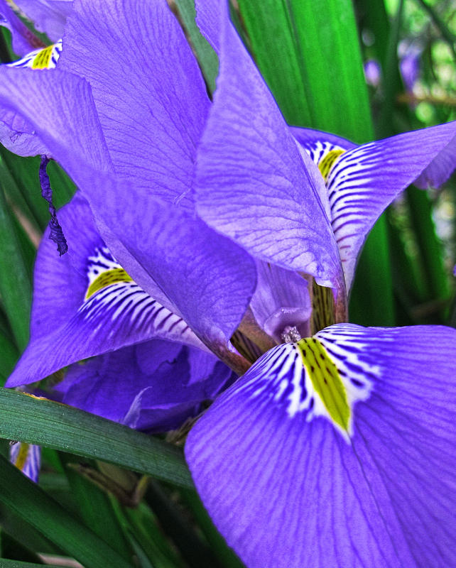 Iris