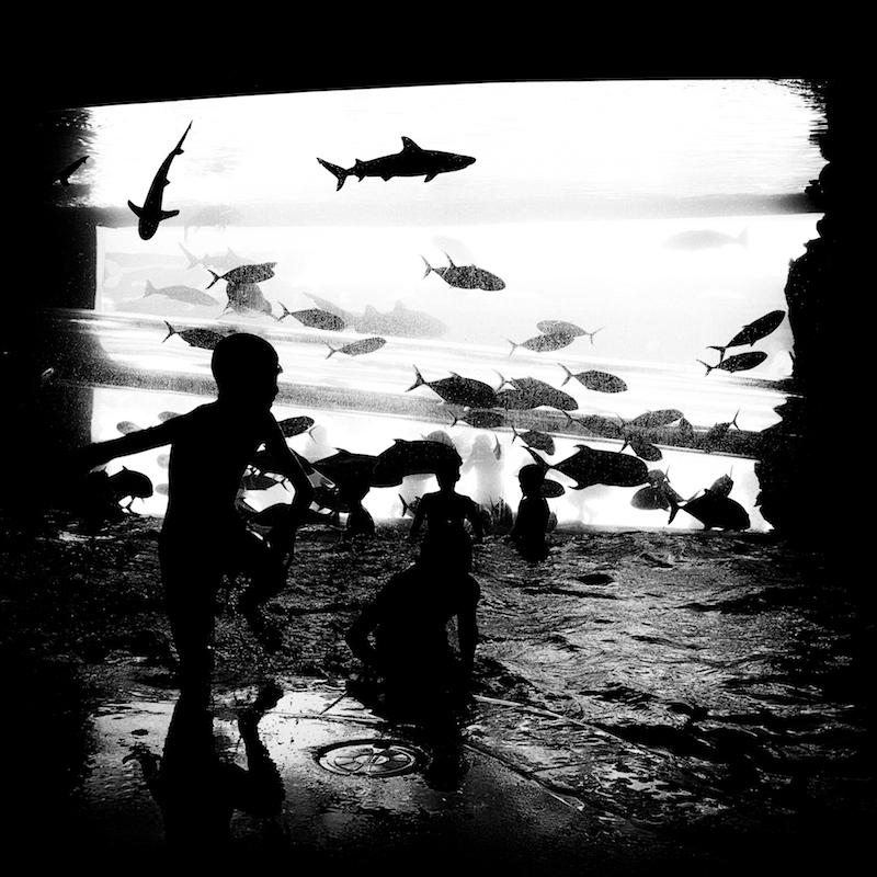 Shark Tank