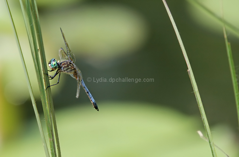 Jewel Among the Reeds...