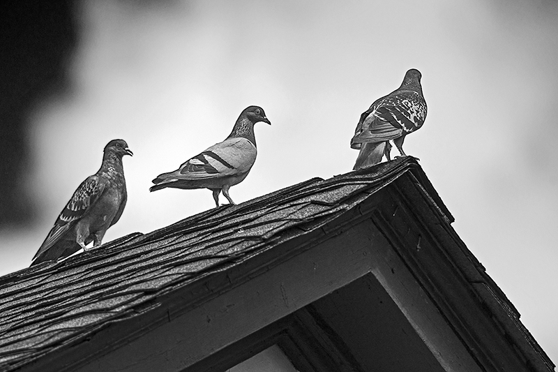 panoramic pigeon perch