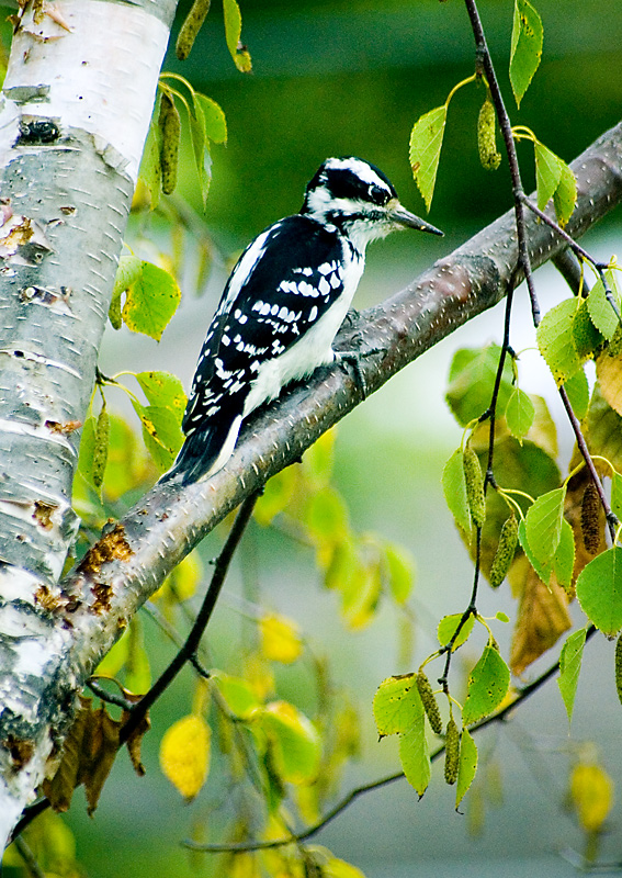 Birds in the Trees