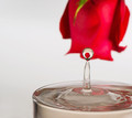 When You Look Into The Heart Of A Rose