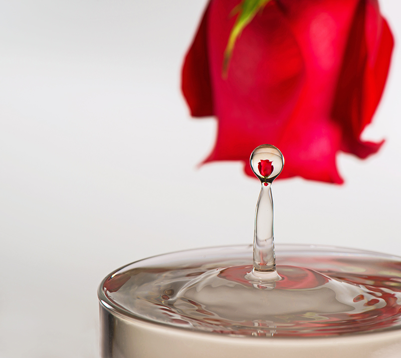 When You Look Into The Heart Of A Rose